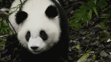 微信图片_20230821110536.gif